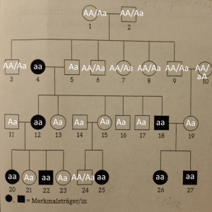 Modellstammbaum-einer-genetisch-bedingten-Veränderung-der-Hämoglobin-Struktur-Zuordnung-300x300 Stammbaumanalysen (neurodegenerative Krankheit, Genotypen, Vererbung)